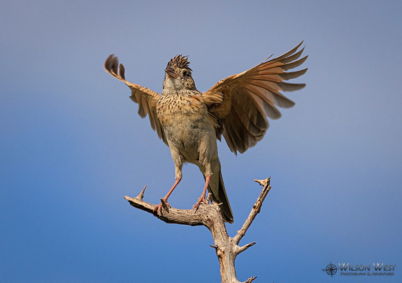Rufous-naped Lark