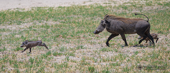Warthog