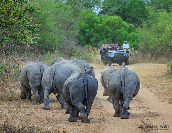 White Rhinoceros