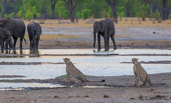Cheetah