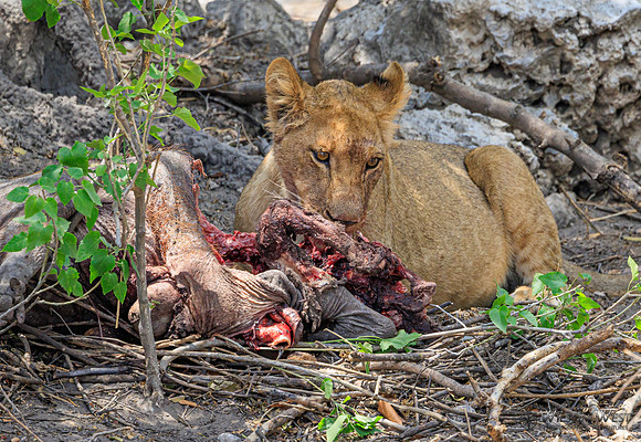Lion