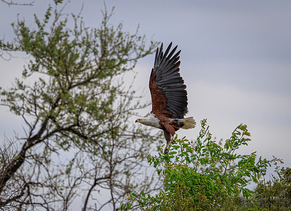 African Fish Eagle