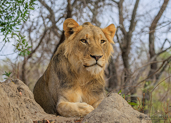 Lion