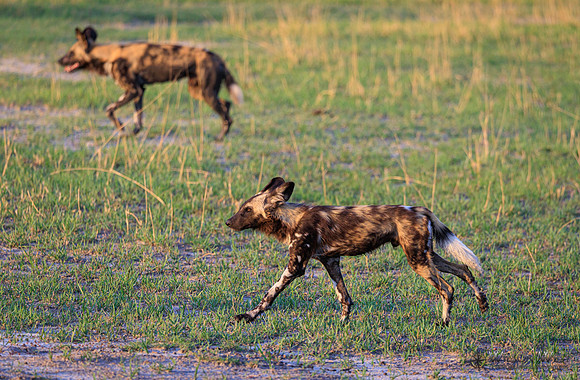 African Wild Dog