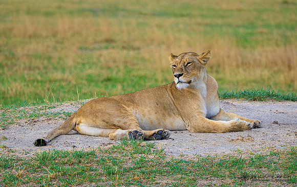 Lion