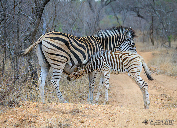 Burchell's Zebra