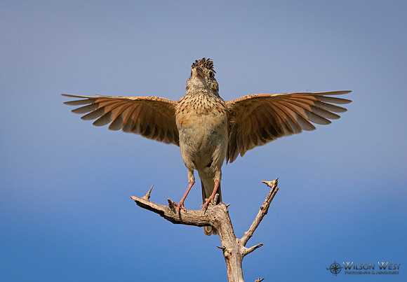 Rufous-naped Lark