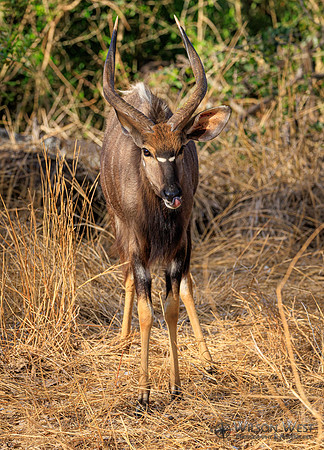 Nyala