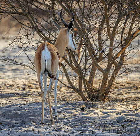 Springbok