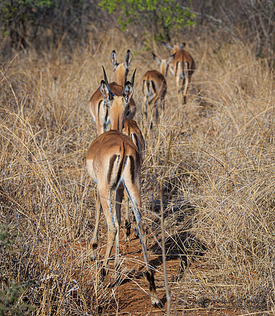 Impala