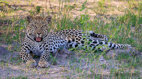 Leopard