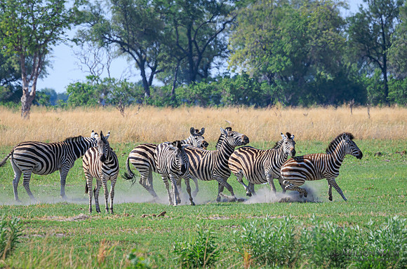 Burchell's Zebra