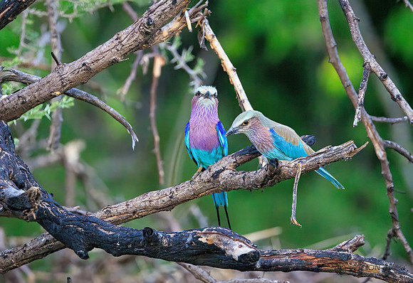 Lilac-breasted Roller