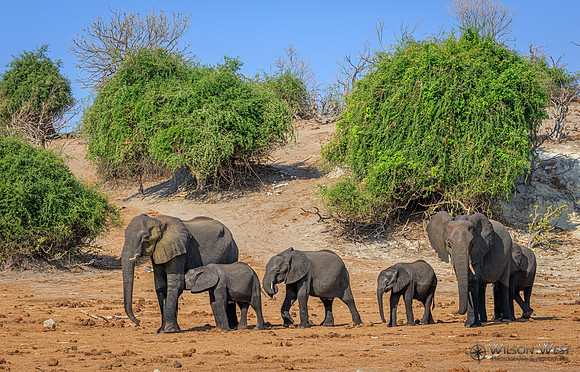 Elephant