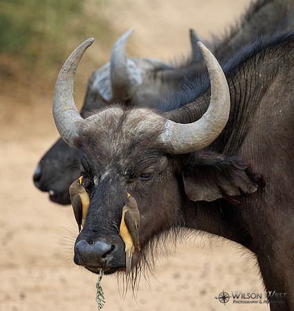 Cape Buffalo, Red-billed Oxpecker