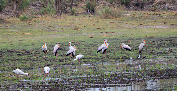 African Spoonbill, Yellow-billed Stork