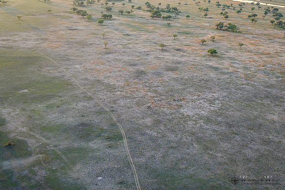 Okavango Delta Helicopter, Blue Wildebeest