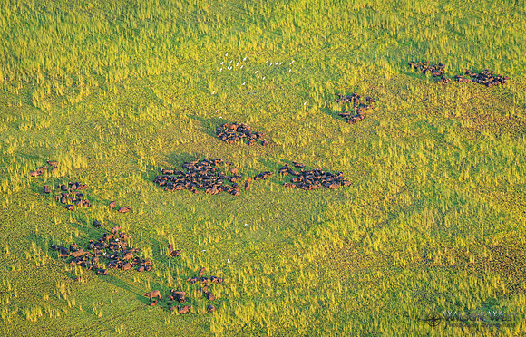 Okavango Delta Helicopter, Cape Buffalo