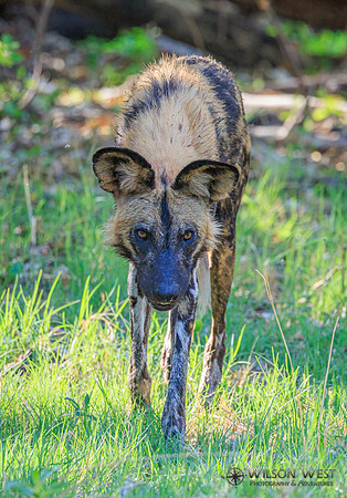 African Wild Dog