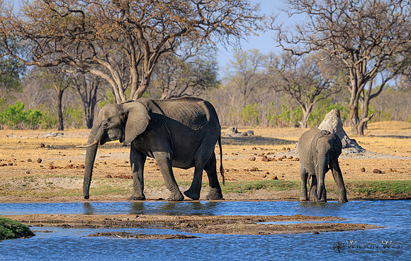 Elephant