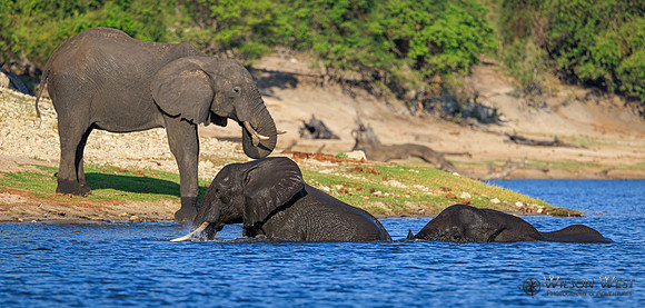 Elephant
