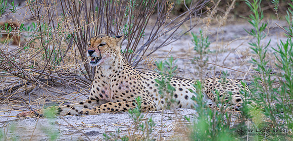 Cheetah