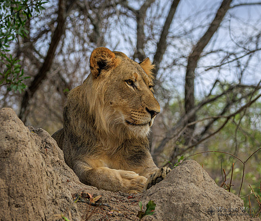 Lion