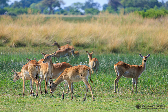 Red Lechwe