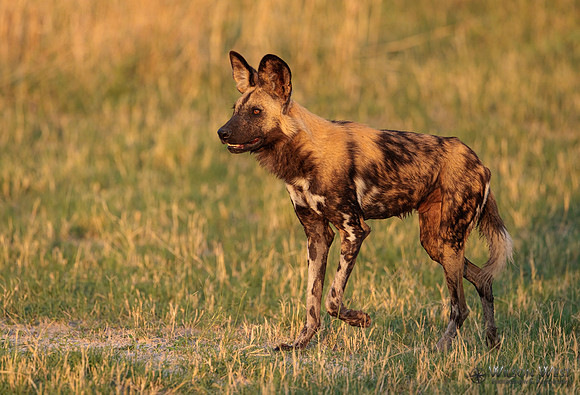 African Wild Dog