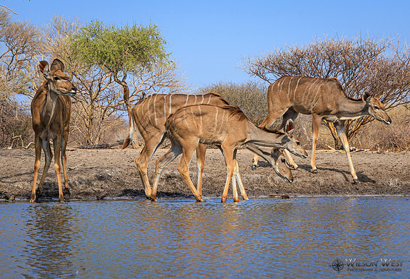 Greater Kudu