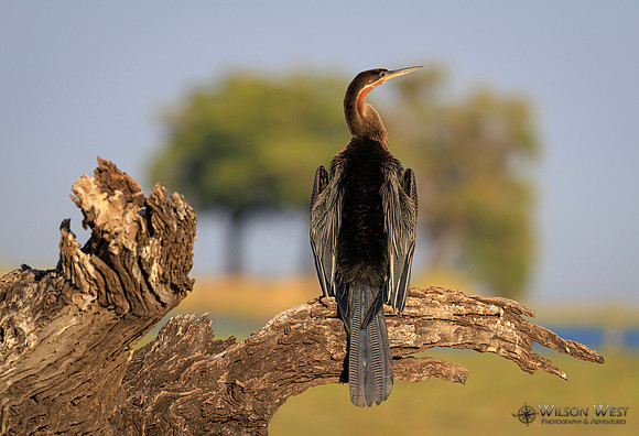 African Darter