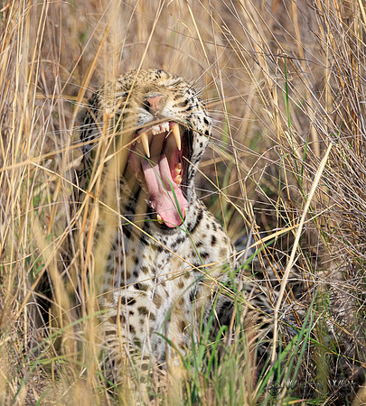Leopard