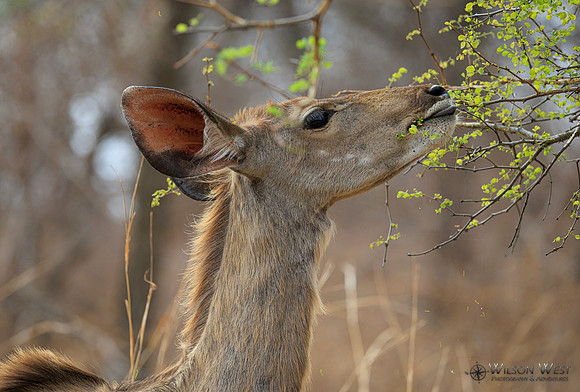 Greater Kudu