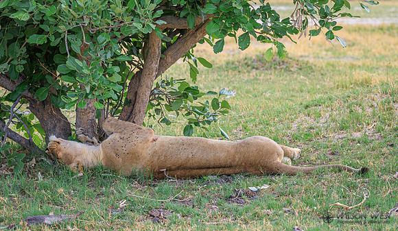 Lion