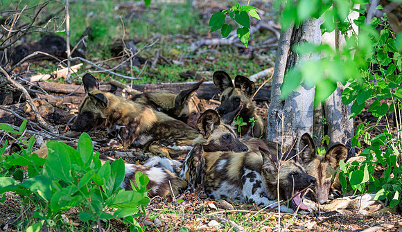 African Wild Dog