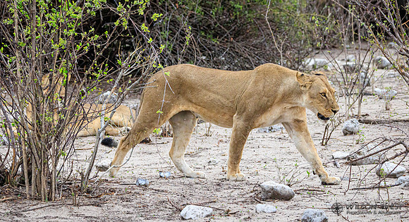 Lion