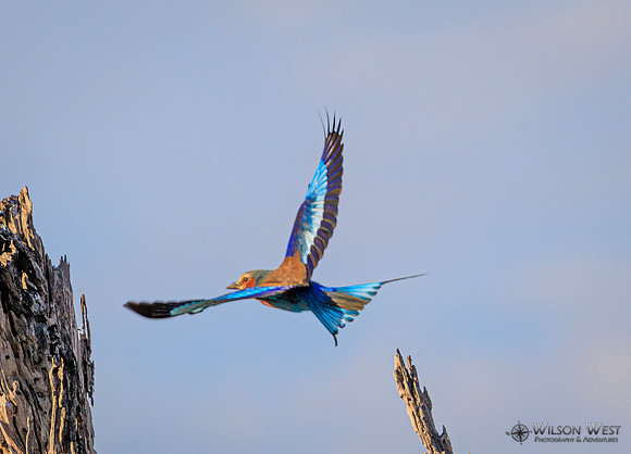 Lilac-breasted Roller