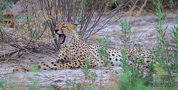 Cheetah