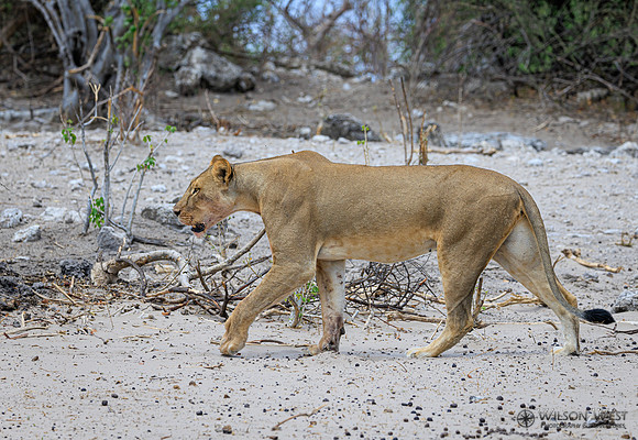 Lion
