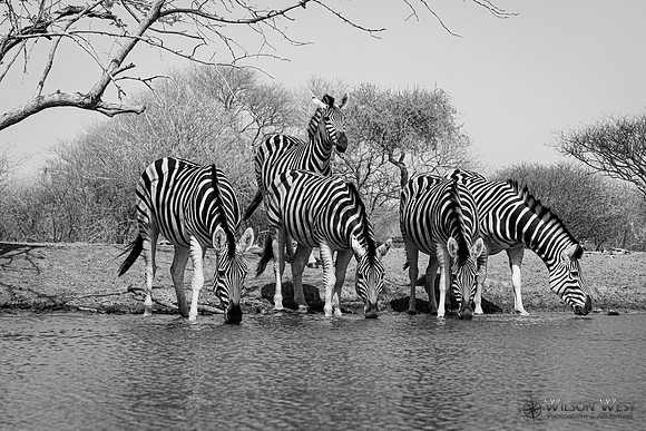 Burchell's Zebra