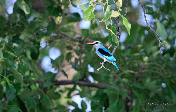 Woodland Kingfisher