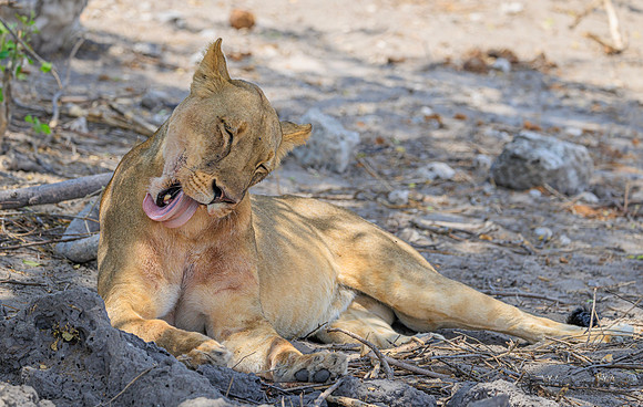 Lion
