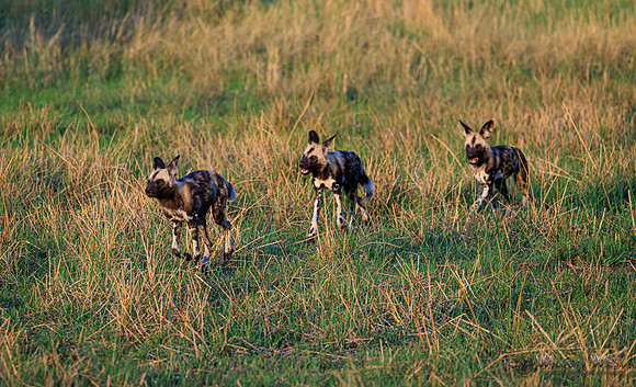 African Wild Dog