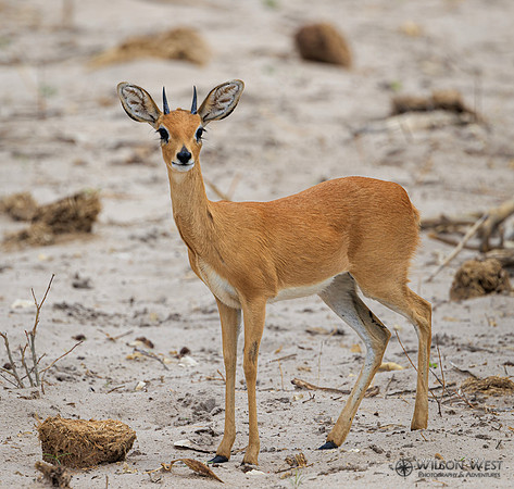 Steenbok