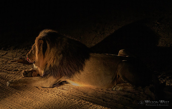 Lion