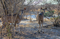 Greater Kudu