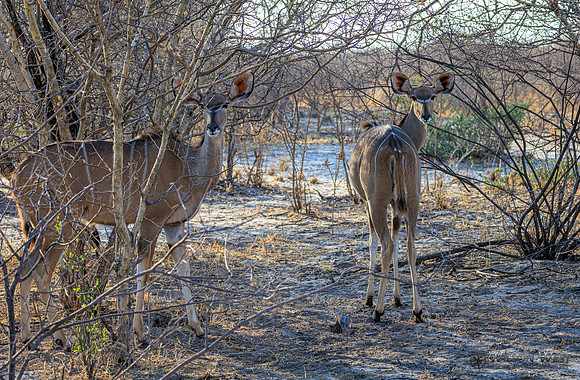 Greater Kudu