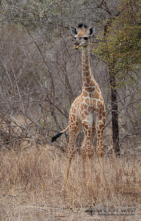 Giraffe