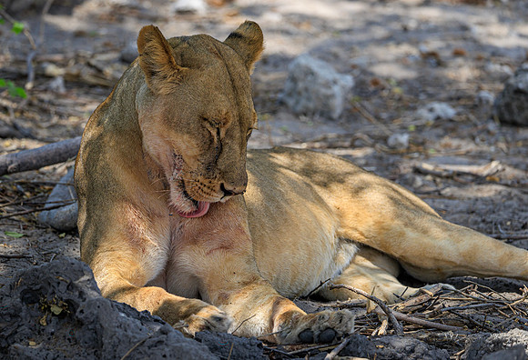 Lion