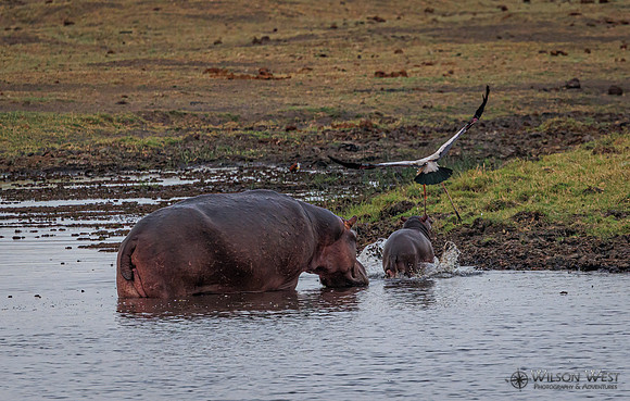 Hippopotamus